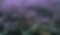 Lavender Farm