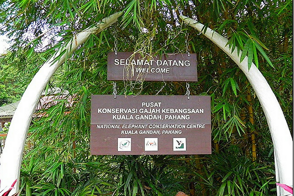 Imej kecil: KUALA GANDAH ELEPHANT SANCTUARY TOUR PACKAGE
