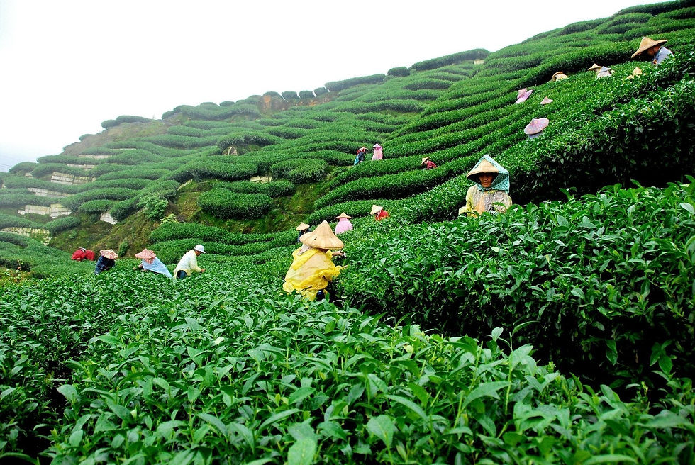 Imej kecil: 4D3N Kerala Standard Honeymoon Package