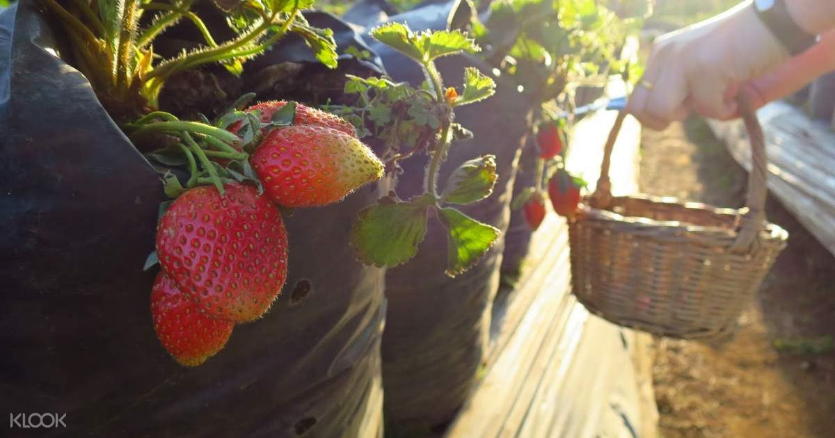 Straberry Park Bandung Tour
