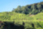 Cameron Highland Tea Plantation