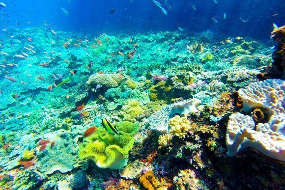 Thumbnail: 5D4N Bali Turtle Island Cruise Honeymoon