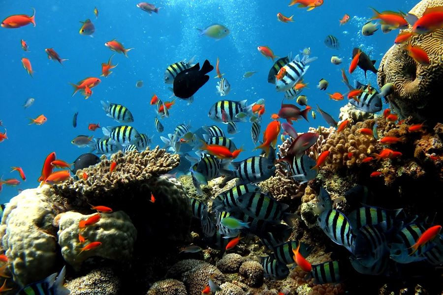 Imej kecil: PENANG ISLAND PULAU PAYAR MARINE PARK