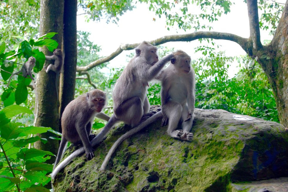 الصورة المصغرة: Pusuk Monkey Forest Lombok Tour
