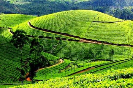 Thumbnail: 4 Hari 3 Malam Pakej Bulan Madu Munnar Kerala