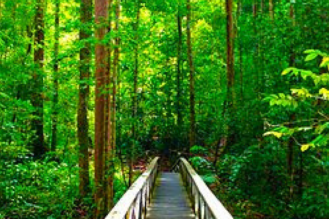 3D2N Miri City + Lambir Hill and Iban Longhouse