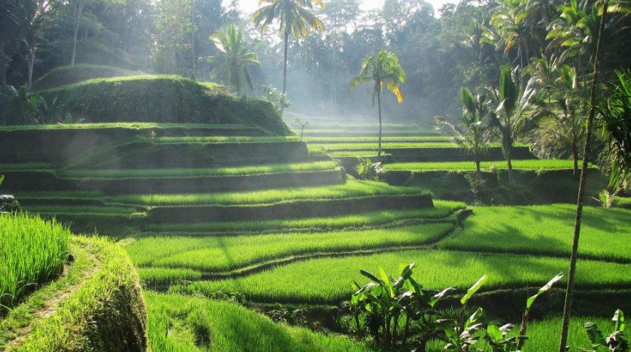 Tegalalang Bali Tour