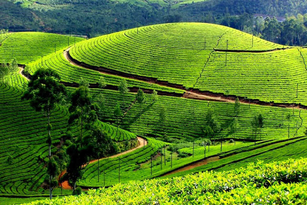 الصورة المصغرة: Munnar Tour