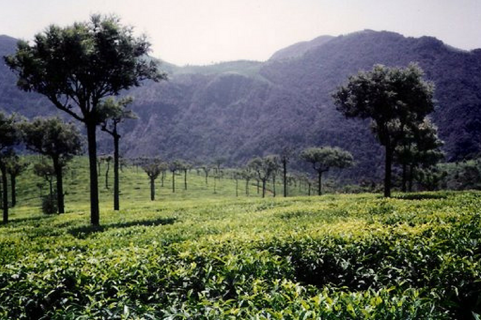 Thumbnail: 6D5N BANGALORE MYSORE OOTY TOUR PACKAGE