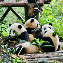 Chengdu Research Base Panda