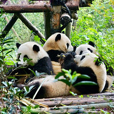 Chengdu Research Base Panda