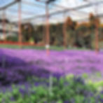 Cameron Lavender Garden