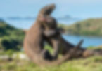 Komodo Island