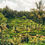 Thumbnail: Ubud Rice Terraces Bali Tour