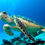 Thumbnail: Turtle Island Bali Tour