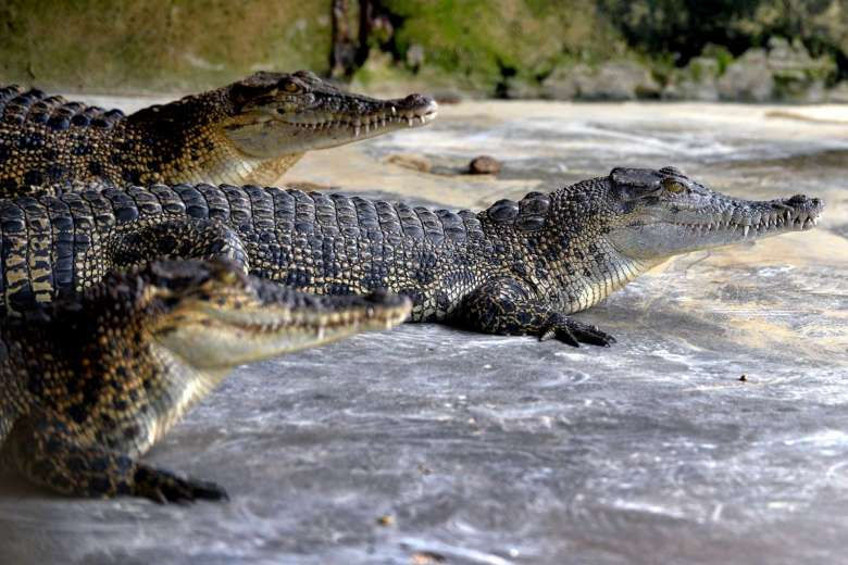 Thumbnail: National Park Gunung Leisure Medan Tour