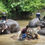 Thumbnail: Elephant Sanctuary