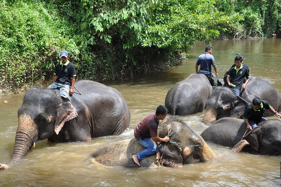 Thumbnail: Elephant Sanctuary
