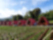 Strawberry Farm Bandung Tour