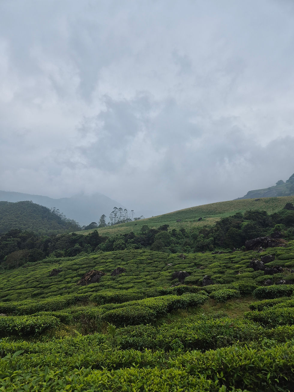 Thumbnail: Munnar