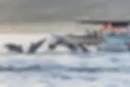dolphin