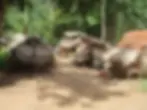 Orang Asli Village Taman Negara