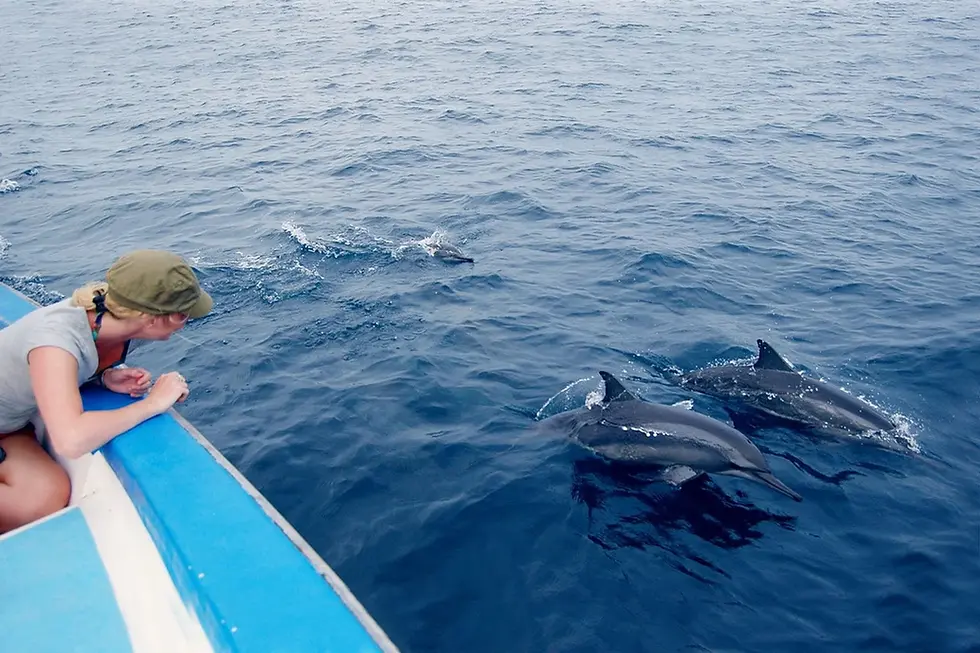 Dolphin watching excursion in a picturesque coastal location. A group of dolphins gracefully swim through crystal-clear blue waters, their sleek bodies visible just below the surface. The sunlight glistens on the water as the dolphins leap and play, creating a beautiful spectacle. Passengers on a boat or a viewing platform eagerly watch the dolphins, cameras in hand, capturing the magical moments. The experience offers a close encounter with these intelligent marine creatures in their natural habitat, providing a sense of wonder and appreciation for the ocean's biodiversity. Dolphin watching is a popular activity for nature enthusiasts and those seeking a memorable wildlife encounter.
