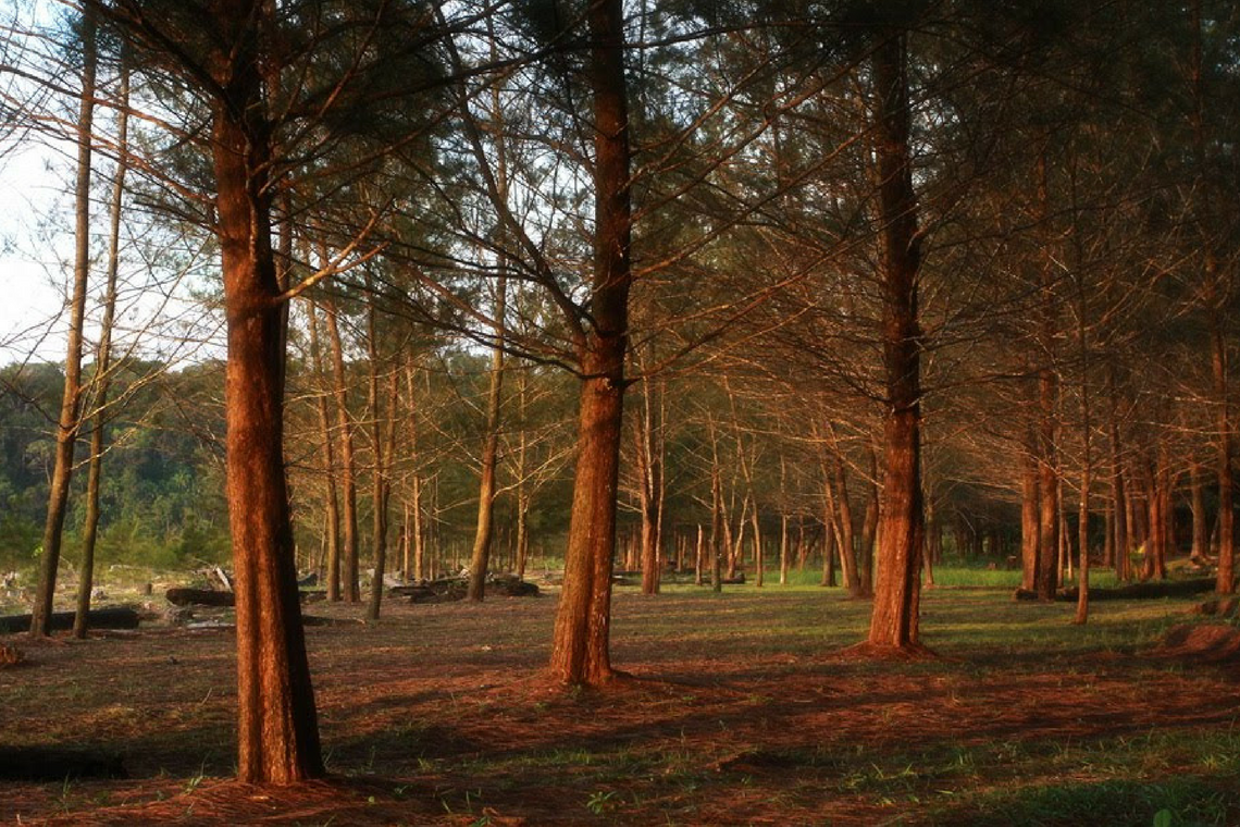 2D1N Similajau National Park Tour Packages