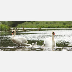 Swan Family