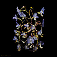 AI-generated image of a skull constructed entirely from orchid flowers on a black background. Click to explore the Memento Mori Orchid Skulls project.