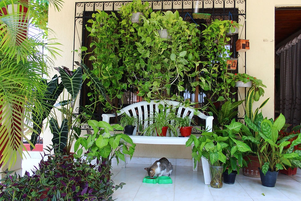 Oasis