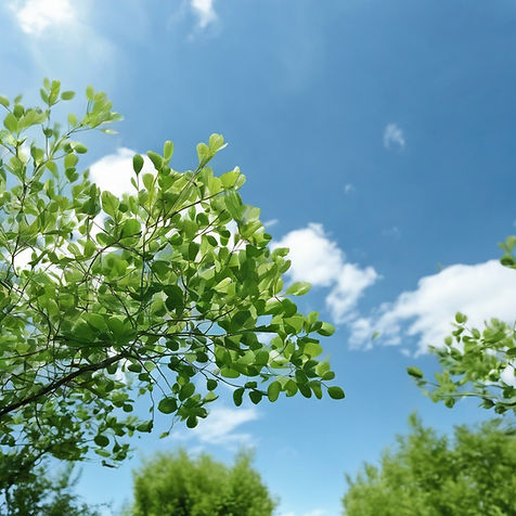 blue sky and small green .jpg