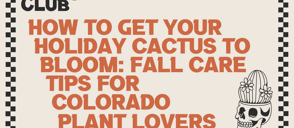 How to Get Your Holiday Cactus to Bloom: Fall Care Tips for Colorado Plant Lovers