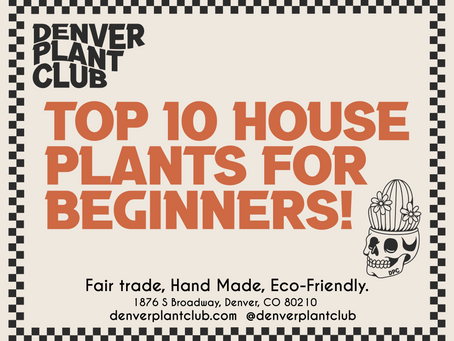 Welcome to the Green Side: Top 10 Houseplants for Beginners from DPC!