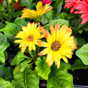 Yellow flowers original photograph 2992 x 2992px