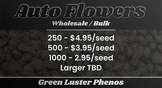 AutoFlower Bulk Seed Pricing.PNG