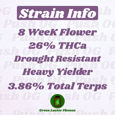 Push OG strain