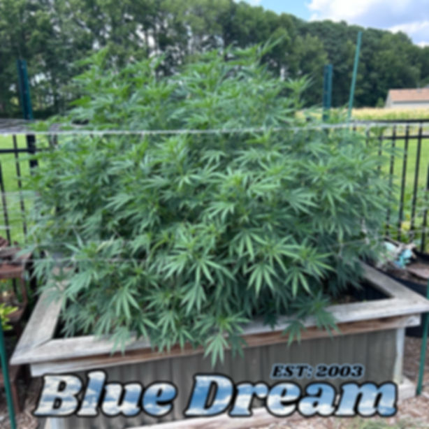 Blue Dream original seeds