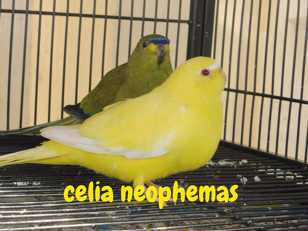 neophema elegante