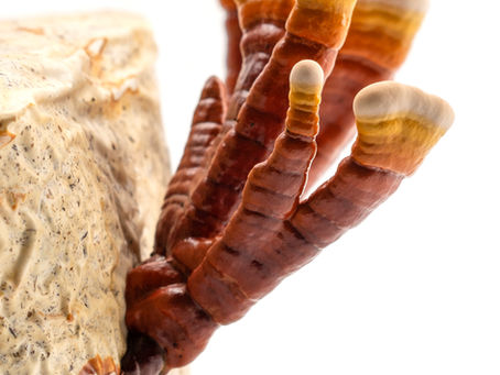 What can Reishi mushrooms do for me?
