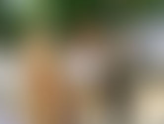 स्वतंत्रता दिवस के अवसर पर अंकिता रजक को  महाकौशल विश्वविद्यालय सम्मानित किया गया |