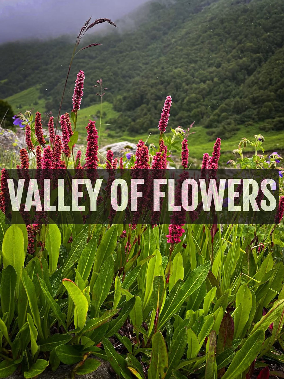 Valley of Flower Trek