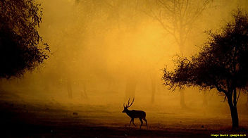 Kanha-National-Park-Tour-Package