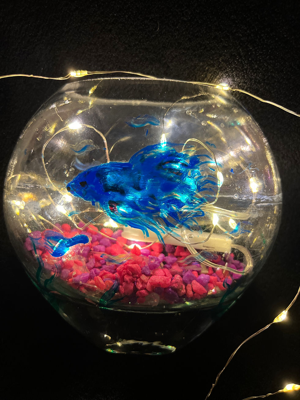 Thumbnail: Siamese fighting fish