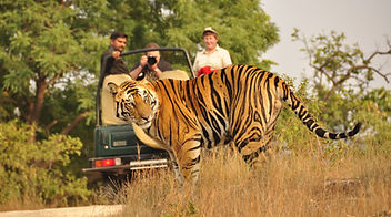 bandhavgarh safari