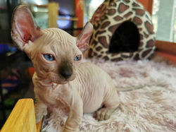 LINE_ALBUM_ไอต้าวเวก้าาาาา ._230214_18