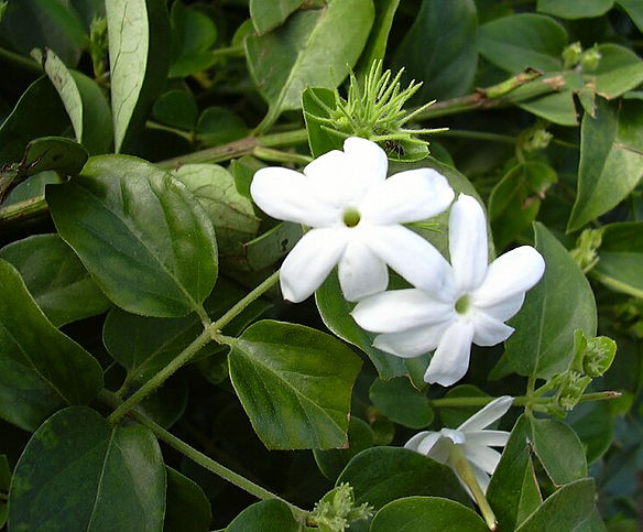 pianta di gelsomino con particolare del fiore