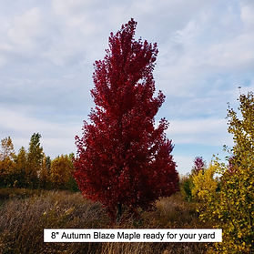 6-7%20inch%20Red%20Sunset%20Red%20Maple%