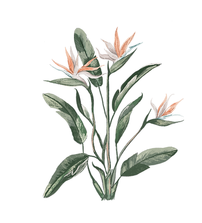 Birds of paradise flower