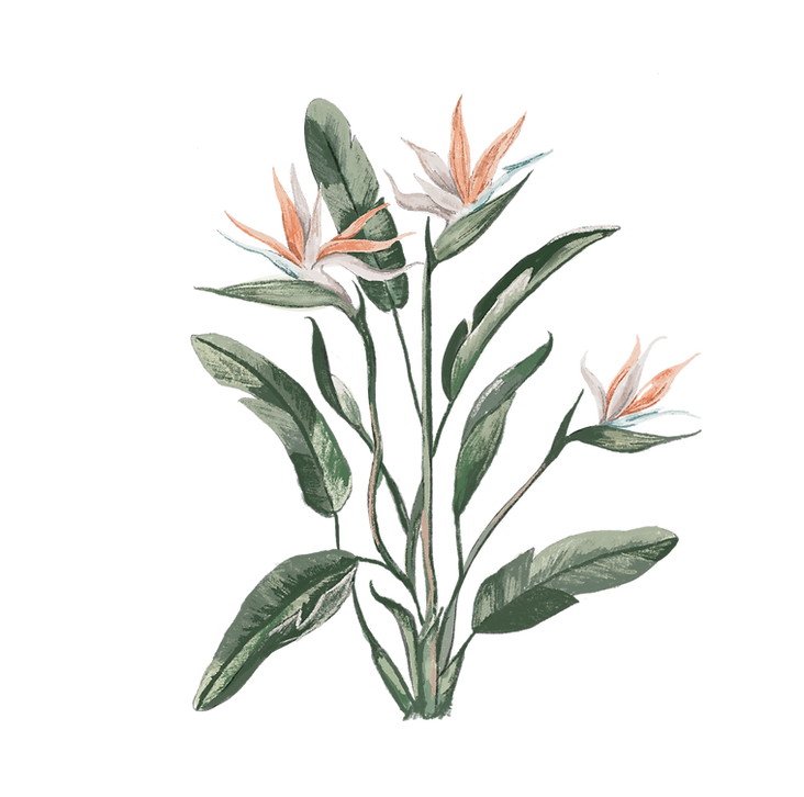 watercolour birds of paradise flower